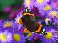 Motyl admirał na fioletowych marcinkach.