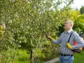 Mężczyzna w żółtych rękawicach opryskuje drzewko. Prawidłowe opryski czereśni terminy są kluczowe dla zdrowia drzewa.