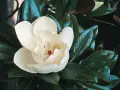 Piękny, biały kwiat magnolii zimozielonej wśród ciemnozielonych, błyszczących liści.