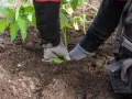 Ręce w rękawiczkach sadzą sadzonkę pomidora w żyznej ziemi pod pomidory.