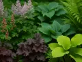 Piękne krzewy do cienia: purpurowe heuchery, różowe i czerwone astilbe oraz zielone hosty i paprocie tworzą bujną kompozycję.