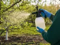 Ogród w rozkwicie. Ręka w niebieskiej rękawiczce trzyma opryskiwacz, rozpylając płyn na kwitnące drzewko. Może to być ochrona przed szkodnikami, jak miedzian.