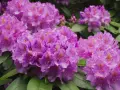 Kwitnące rododendrony w odcieniach fioletu i różu, z zielonymi liśćmi. Idealne do sadzenia w ziemi do rododendronów.