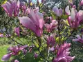 Piękne, różowe kwiaty magnolii rozkwitły, tworząc wiosenny obraz. Widać, kiedy kwitnie magnolia, w pełnej krasie.