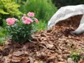Różowe goździki rosną na rabacie wyłożonej korą, która stanowi naturalny **mulcz**. Obok leży biały worek z resztą materiału.