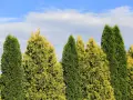 Różne rodzaje tui tworzą zielono-żółtą ścianę pod błękitnym niebem z chmurami.