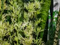 Sansewieria kwitnienie: delikatne, kremowo-żółte kwiaty wyrastają z zielonych, pasiastych liści, tworząc bujne grona.