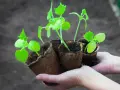 Młode sadzonki ogórków w doniczkach torfowych, gotowe do wysadzenia. Zastanawiasz się, jak długo wschodzą ogórki? Te małe roślinki to dowód, że cierpliwość popłaca!