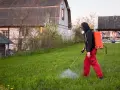 Mężczyzna w masce i czerwonych spodniach opryskuje trawnik, dbając o to, kiedy opryskiwać chwasty na trawniku, by uzyskać najlepsze efekty.