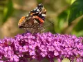 Motyl rusałka admirał na kwitnącej budlei. Pielęgnacja budlei przyciąga te piękne owady.