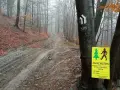 Mokry, błotnisty szlak w lesie jesienią. Na pierwszym planie pień drzewa z tabliczką "ZAKAZ WSTĘPU - ŚCINKA I ZRYWKA DRZEW" i znakami szlaku.