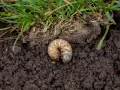 Gruba, biała larwa chrabąszcza majowego w ziemi, tuż pod trawą.