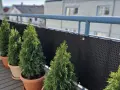 Rząd zielonych, stożkowatych roślin, przypominających tuje kuliste, w doniczkach na balkonie.