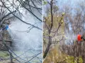 Opryskiwanie drzew środkiem ochrony roślin. Na lewo oprysk na nagie gałęzie, na prawo na młode pąki. Ile miedzianu na 10 litrów wody?