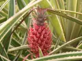 Czerwony, młody ananas z zielonymi liśćmi i kolcami.
