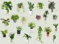 Kolekcja roślin doniczkowych cieniolubnych: Monstera, paproć, zamiokulkas, skrzydłokwiat i inne.