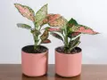Dwa urocze aglaonema kwiaty w różowych doniczkach, z liśćmi w odcieniach zieleni i różu, stoją na drewnianym blacie.