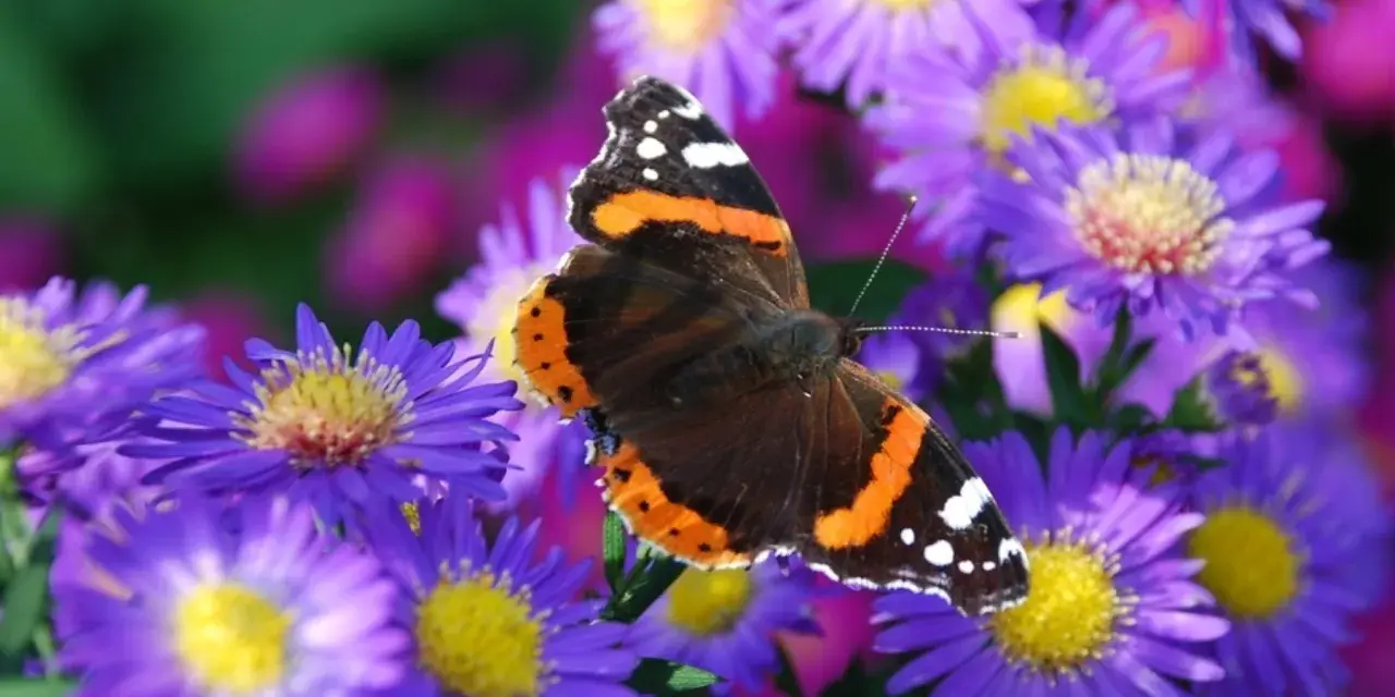 Motyl admirał na fioletowych marcinkach.