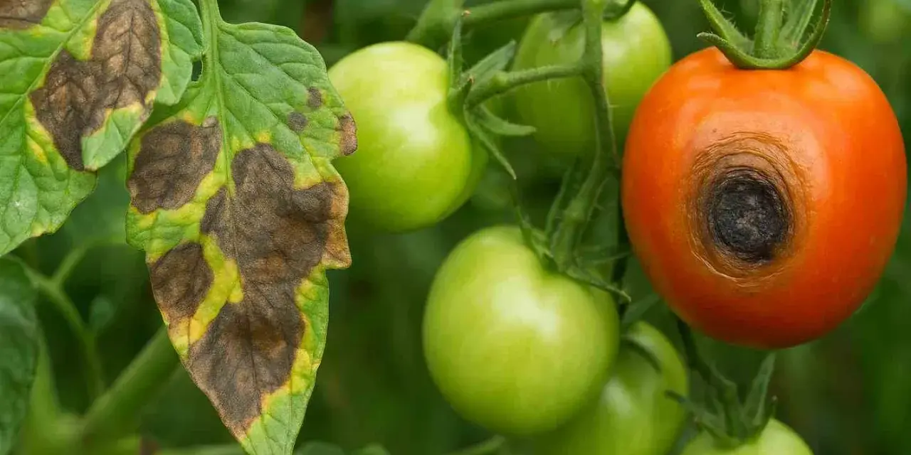 Liście pomidora z plamami i żółtymi obwódkami, objawy alternariozy pomidora. Na gałązce dojrzewa czerwony pomidor z czarną plamą.