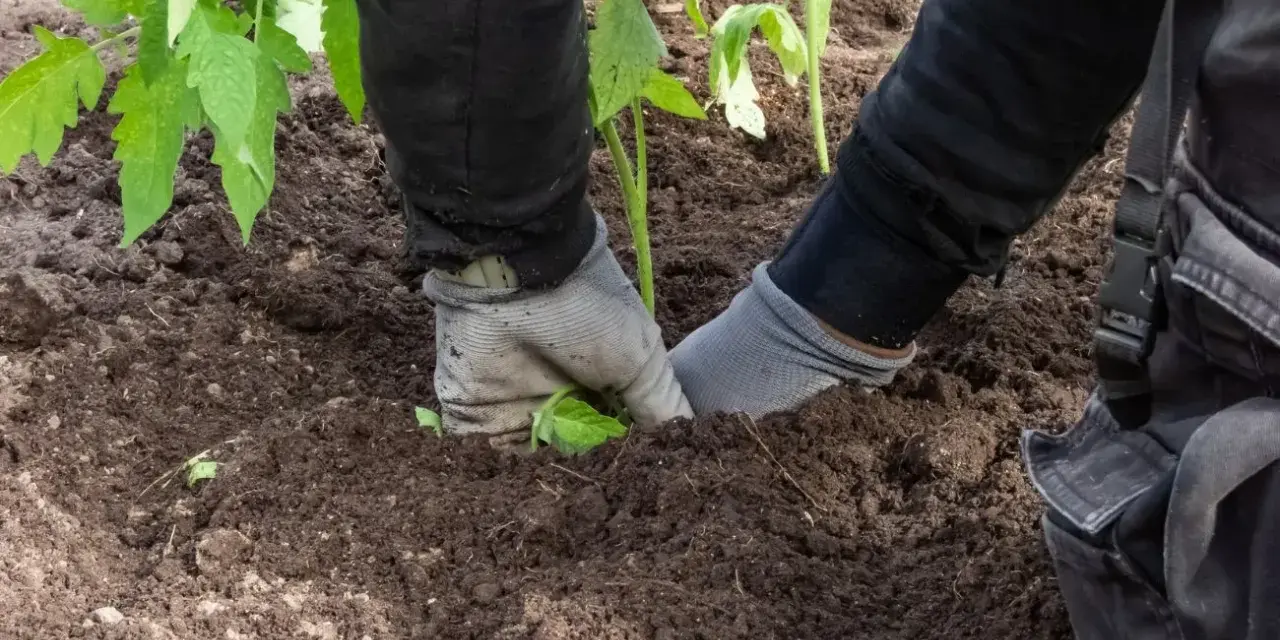 Ręce w rękawiczkach sadzą sadzonkę pomidora w żyznej ziemi pod pomidory.