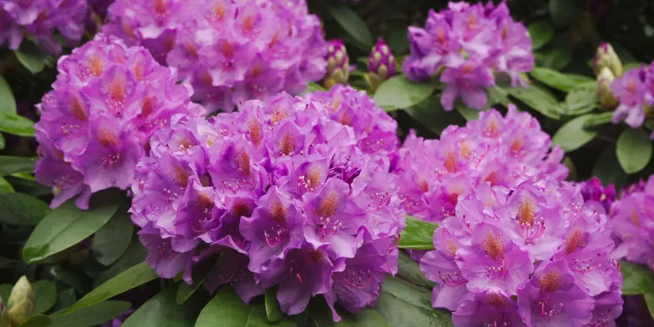 Kwitnące rododendrony w odcieniach fioletu i różu, z zielonymi liśćmi. Idealne do sadzenia w ziemi do rododendronów.