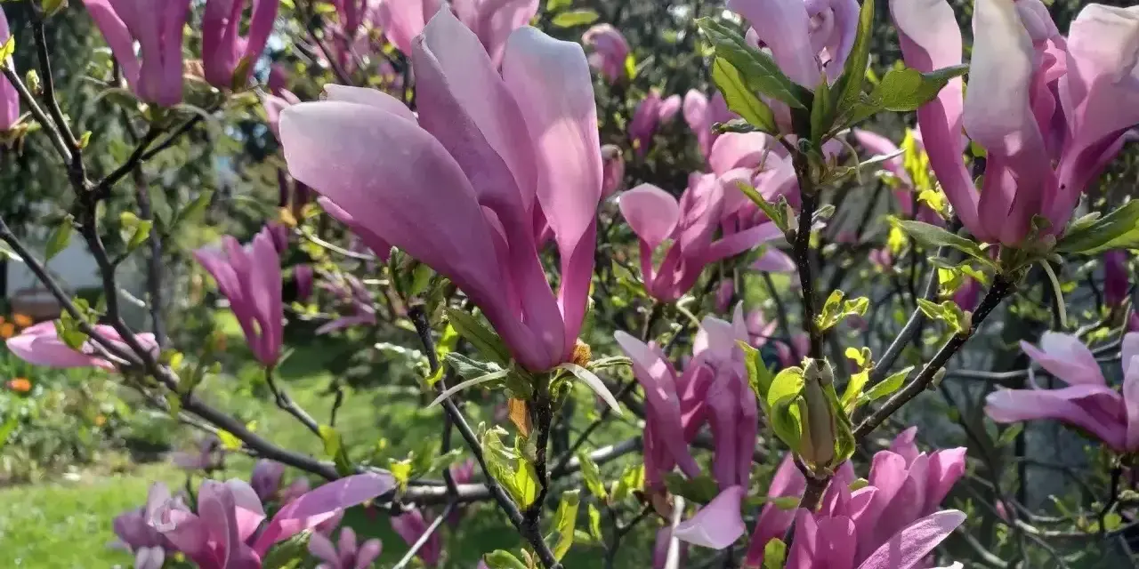 Piękne, różowe kwiaty magnolii rozkwitły, tworząc wiosenny obraz. Widać, kiedy kwitnie magnolia, w pełnej krasie.