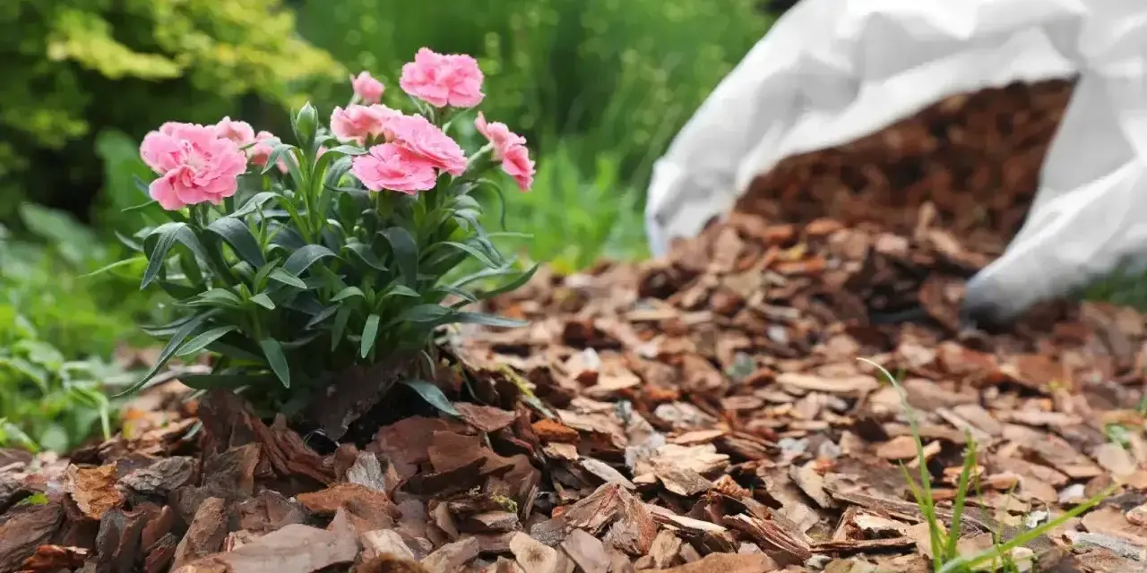 Różowe goździki rosną na rabacie wyłożonej korą, która stanowi naturalny **mulcz**. Obok leży biały worek z resztą materiału.