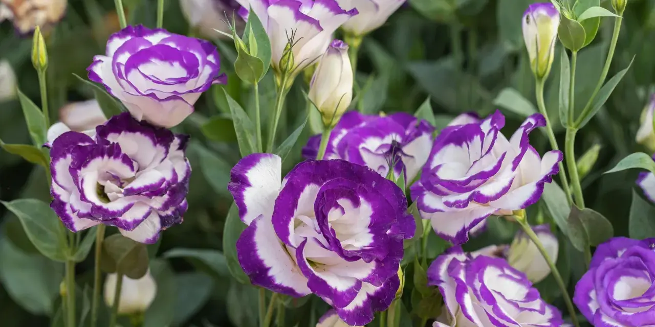 Urocza eustoma w doniczce, z białymi płatkami otoczonymi fioletową obwódką, tworzy piękny bukiet.