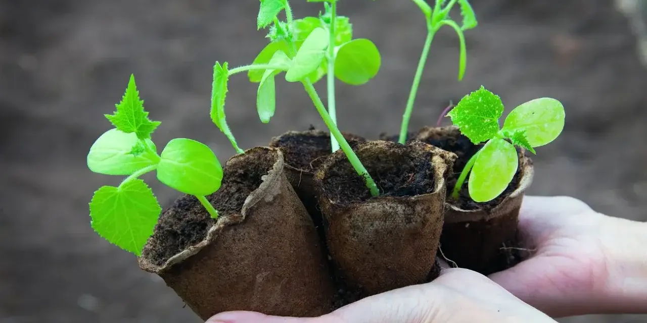 Młode sadzonki ogórków w doniczkach torfowych, gotowe do wysadzenia. Zastanawiasz się, jak długo wschodzą ogórki? Te małe roślinki to dowód, że cierpliwość popłaca!