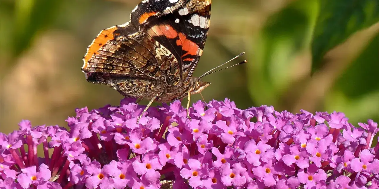 Motyl rusałka admirał na kwitnącej budlei. Pielęgnacja budlei przyciąga te piękne owady.