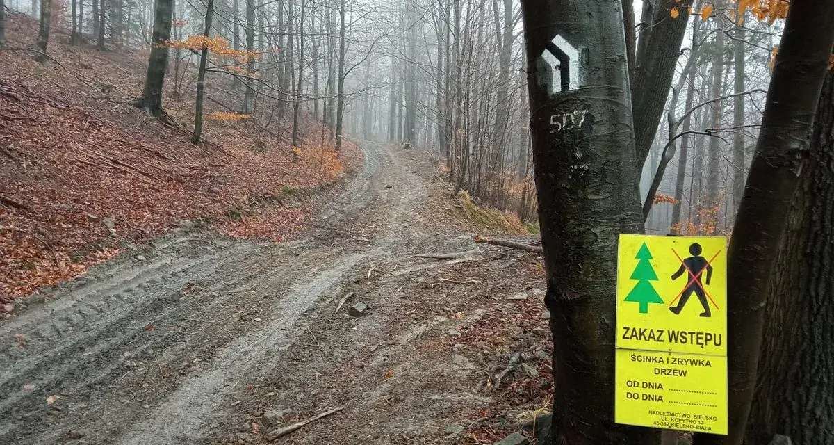 Mokry, błotnisty szlak w lesie jesienią. Na pierwszym planie pień drzewa z tabliczką "ZAKAZ WSTĘPU - ŚCINKA I ZRYWKA DRZEW" i znakami szlaku.