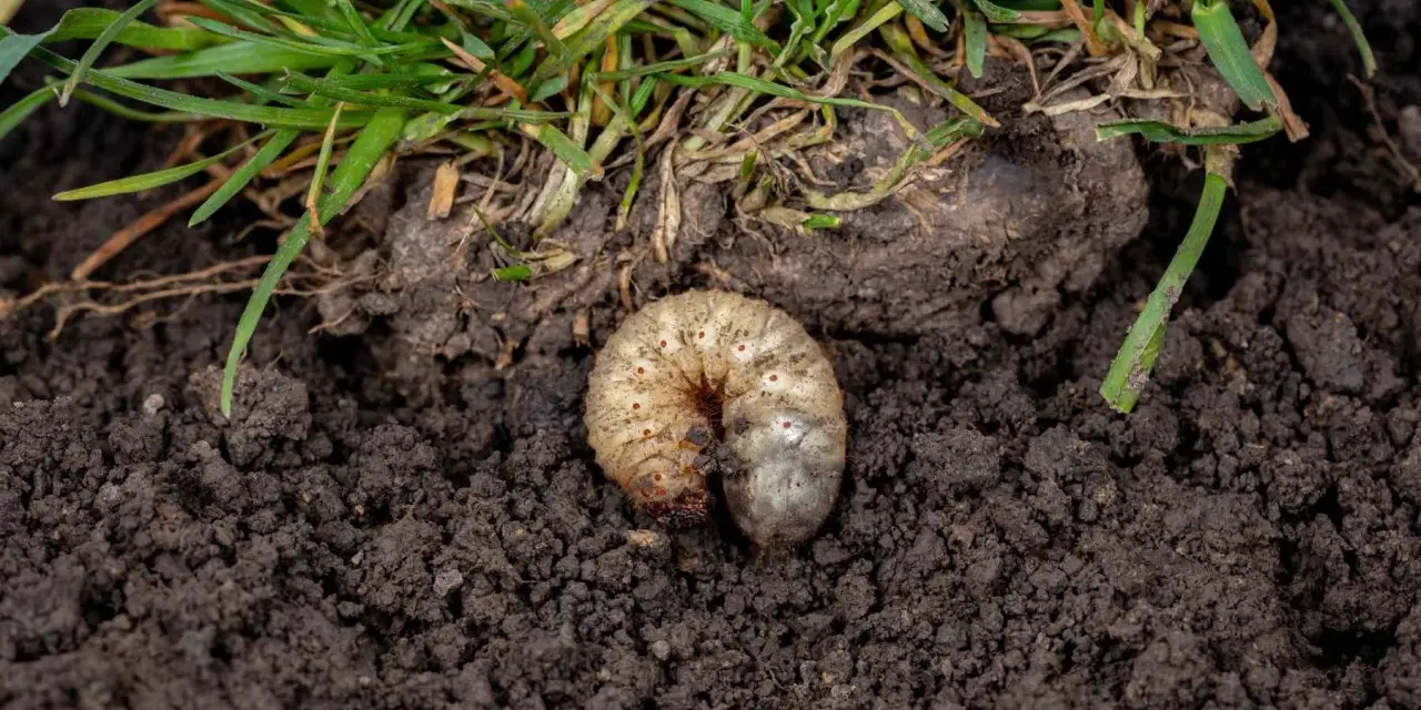 Gruba, biała larwa chrabąszcza majowego w ziemi, tuż pod trawą.