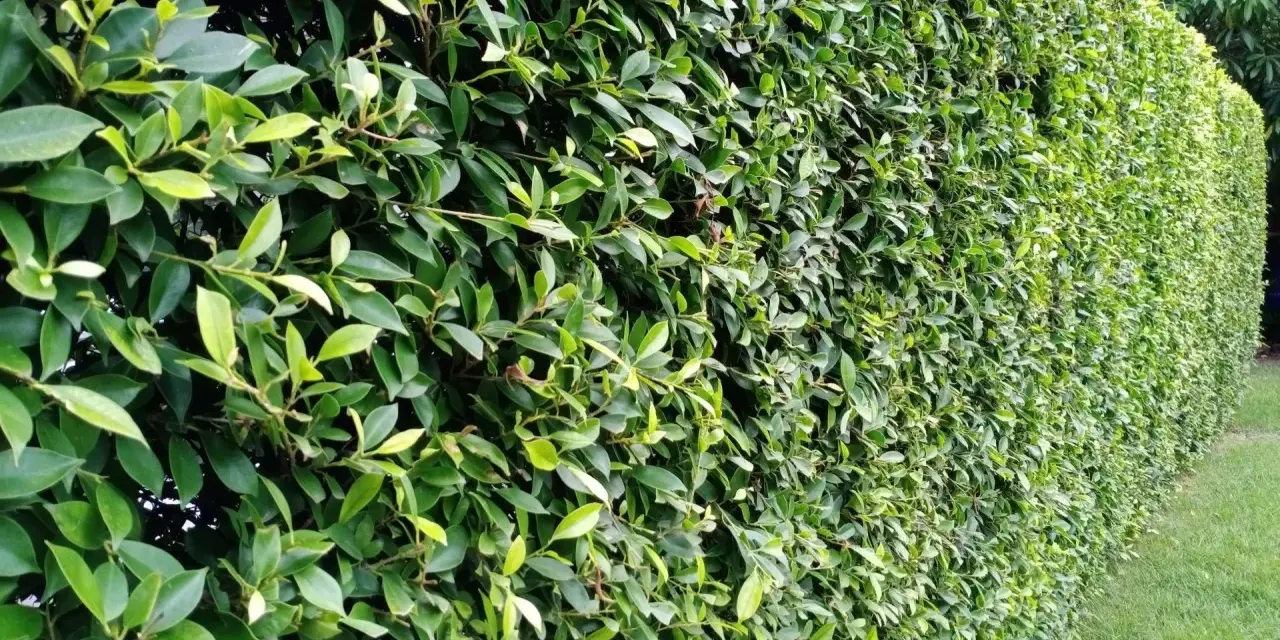 Gęsty, zielony żywopłot z bujnych roślin, tworzący naturalną barierę.