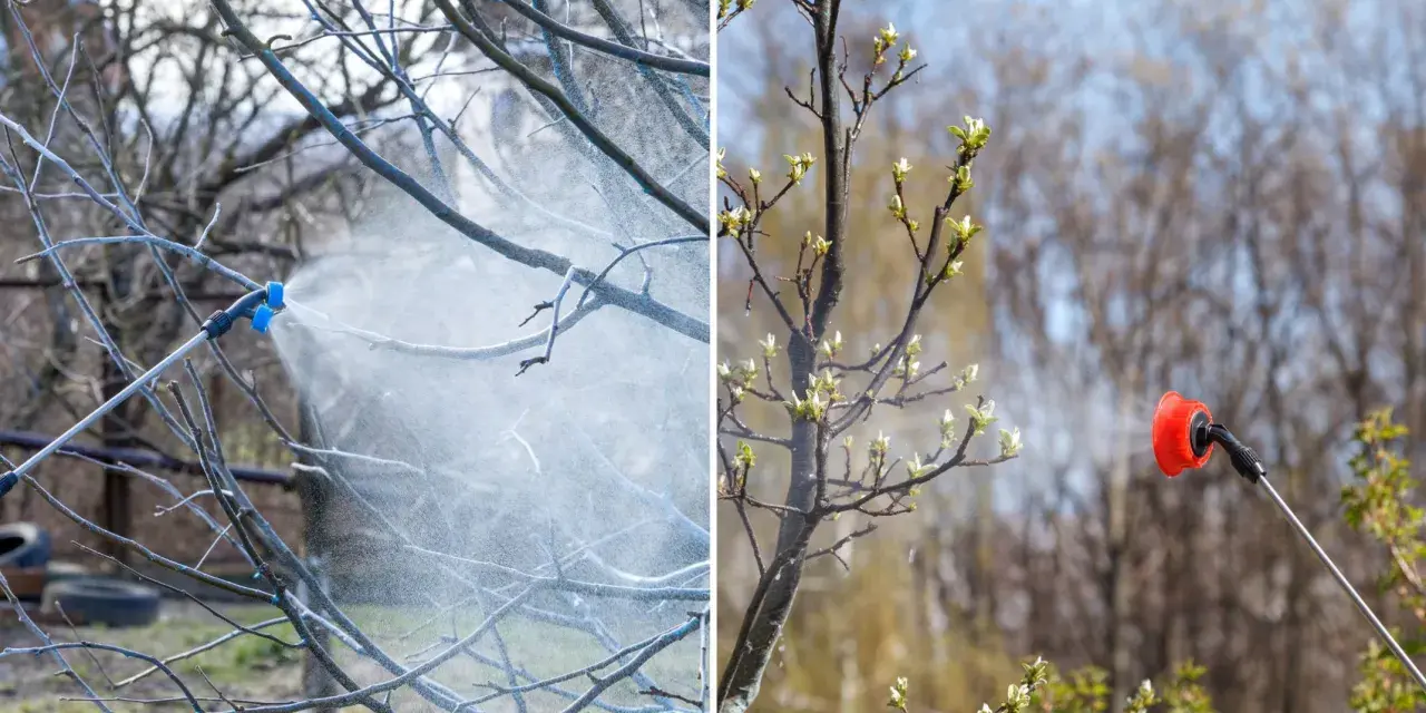 Opryskiwanie drzew środkiem ochrony roślin. Na lewo oprysk na nagie gałęzie, na prawo na młode pąki. Ile miedzianu na 10 litrów wody?