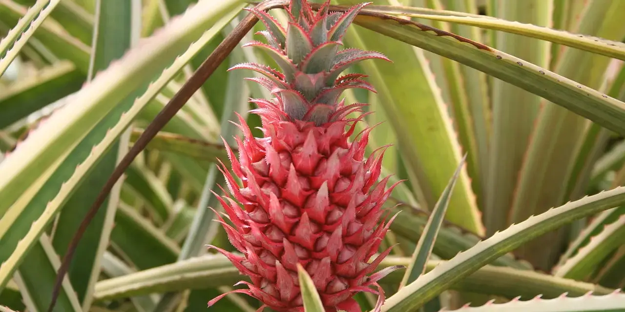 Czerwony, młody ananas z zielonymi liśćmi i kolcami.