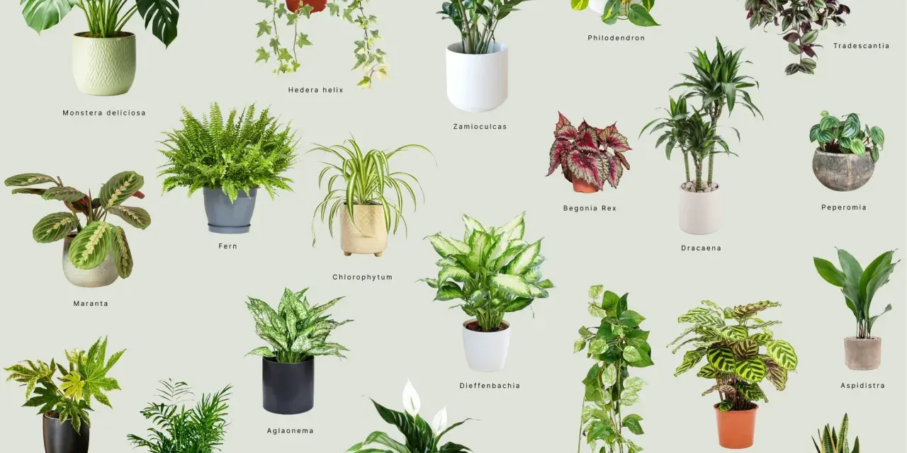 Kolekcja roślin doniczkowych cieniolubnych: Monstera, paproć, zamiokulkas, skrzydłokwiat i inne.