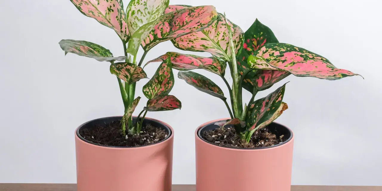 Dwa urocze aglaonema kwiaty w różowych doniczkach, z liśćmi w odcieniach zieleni i różu, stoją na drewnianym blacie.