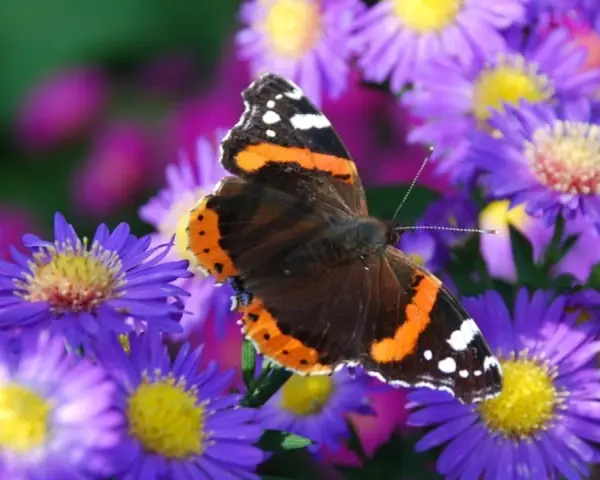 Motyl admirał na fioletowych marcinkach.