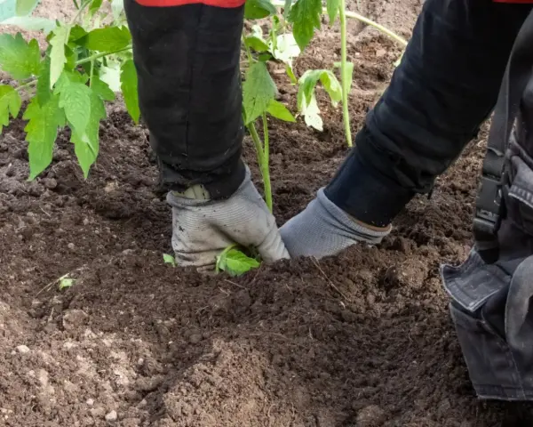 Ręce w rękawiczkach sadzą sadzonkę pomidora w żyznej ziemi pod pomidory.
