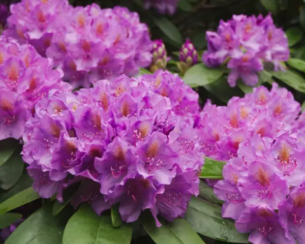 Kwitnące rododendrony w odcieniach fioletu i różu, z zielonymi liśćmi. Idealne do sadzenia w ziemi do rododendronów.