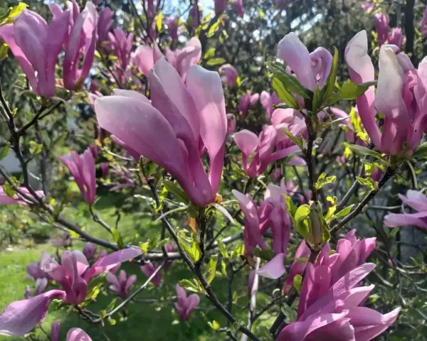 Piękne, różowe kwiaty magnolii rozkwitły, tworząc wiosenny obraz. Widać, kiedy kwitnie magnolia, w pełnej krasie.