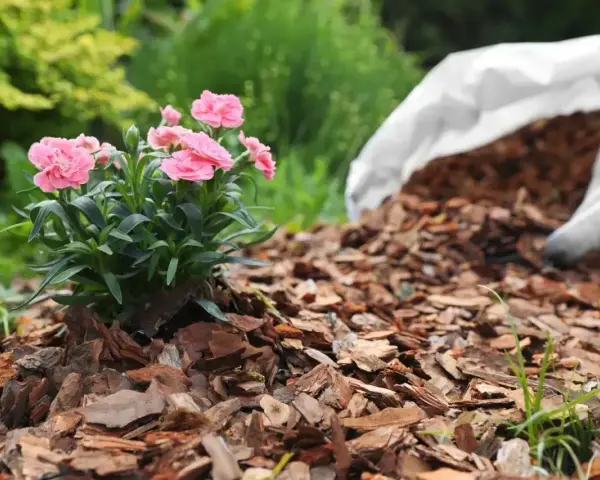 Różowe goździki rosną na rabacie wyłożonej korą, która stanowi naturalny **mulcz**. Obok leży biały worek z resztą materiału.