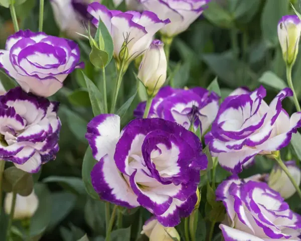 Urocza eustoma w doniczce, z białymi płatkami otoczonymi fioletową obwódką, tworzy piękny bukiet.
