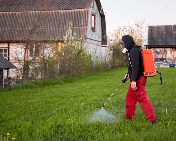 Mężczyzna w masce i czerwonych spodniach opryskuje trawnik, dbając o to, kiedy opryskiwać chwasty na trawniku, by uzyskać najlepsze efekty.