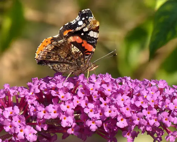 Motyl rusałka admirał na kwitnącej budlei. Pielęgnacja budlei przyciąga te piękne owady.