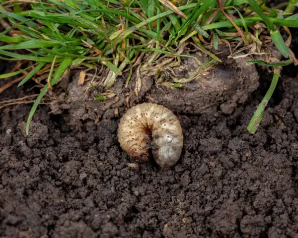 Gruba, biała larwa chrabąszcza majowego w ziemi, tuż pod trawą.