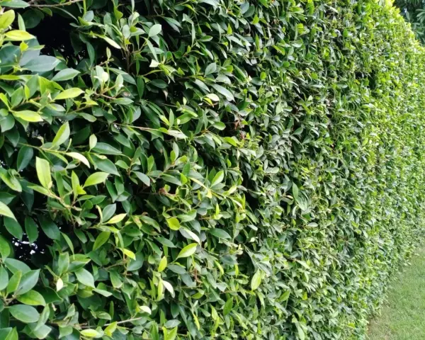 Gęsty, zielony żywopłot z bujnych roślin, tworzący naturalną barierę.