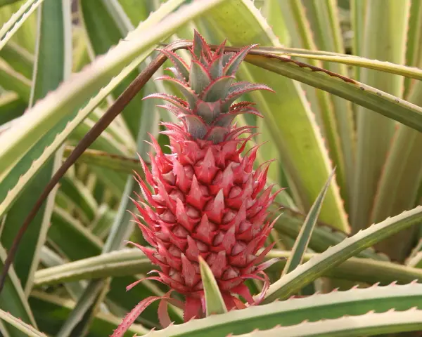 Czerwony, młody ananas z zielonymi liśćmi i kolcami.