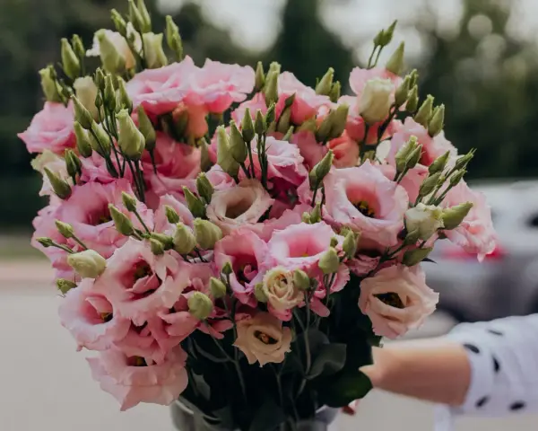 Piękny eustoma bukiet w odcieniach różu i bieli, z licznymi pąkami, gotowy do wręczenia.