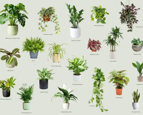 Kolekcja roślin doniczkowych cieniolubnych: Monstera, paproć, zamiokulkas, skrzydłokwiat i inne.